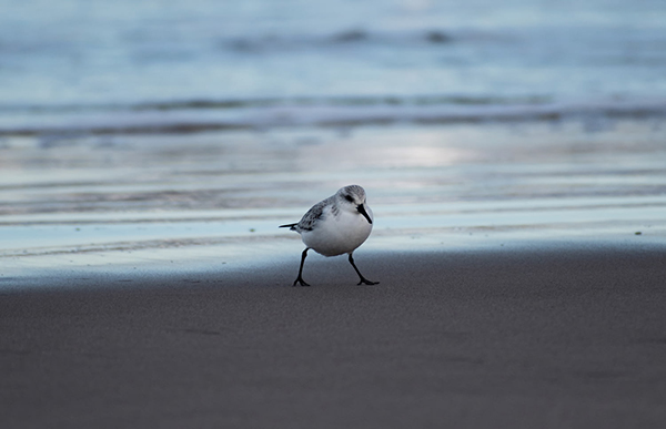 欧阳江河的诗集形容