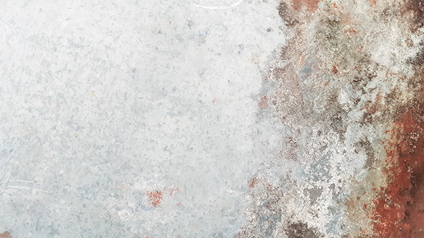 形容月季花的句子