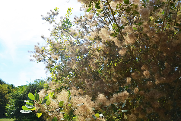 关于秋天的一段句子