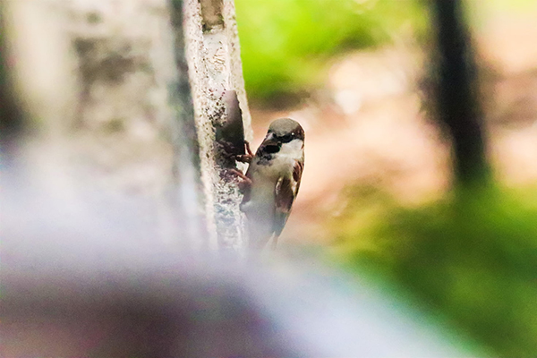 古文尝是什么意思