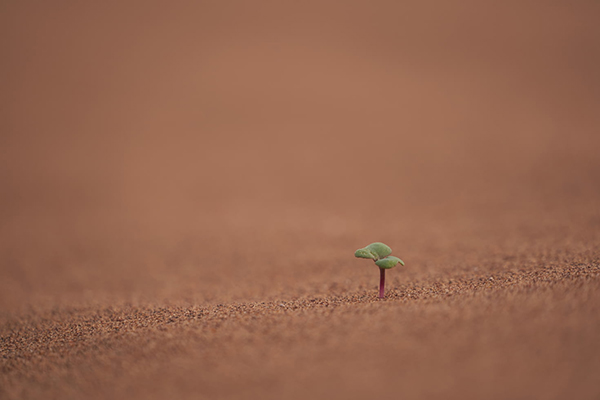 使君相思什么生肖